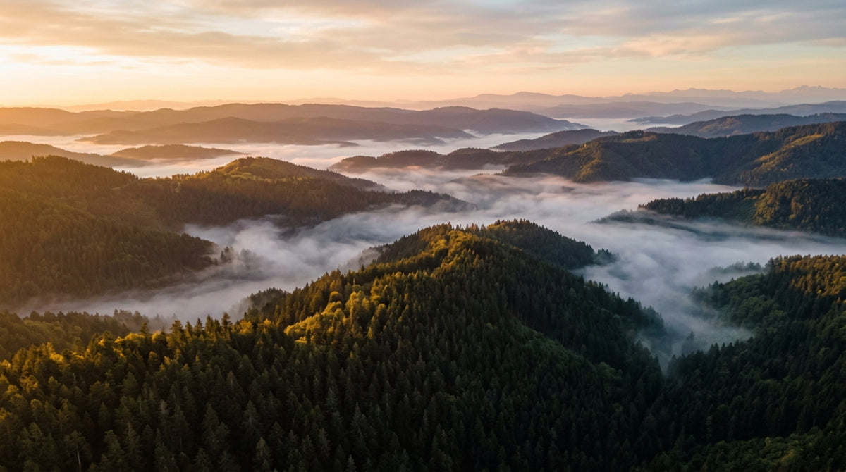 Schwarzwald im Morgennebel